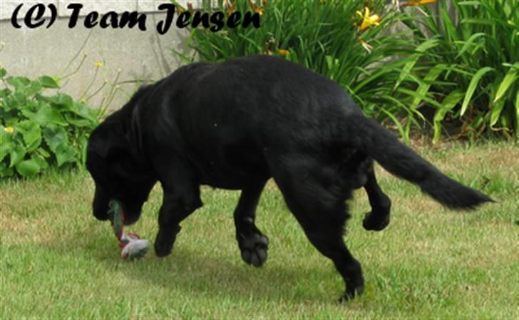 Labrador retriever Chester billede 11