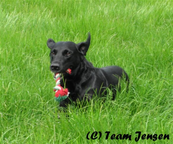 Labrador retriever Chester billede 12