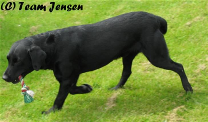 Labrador retriever Chester billede 13