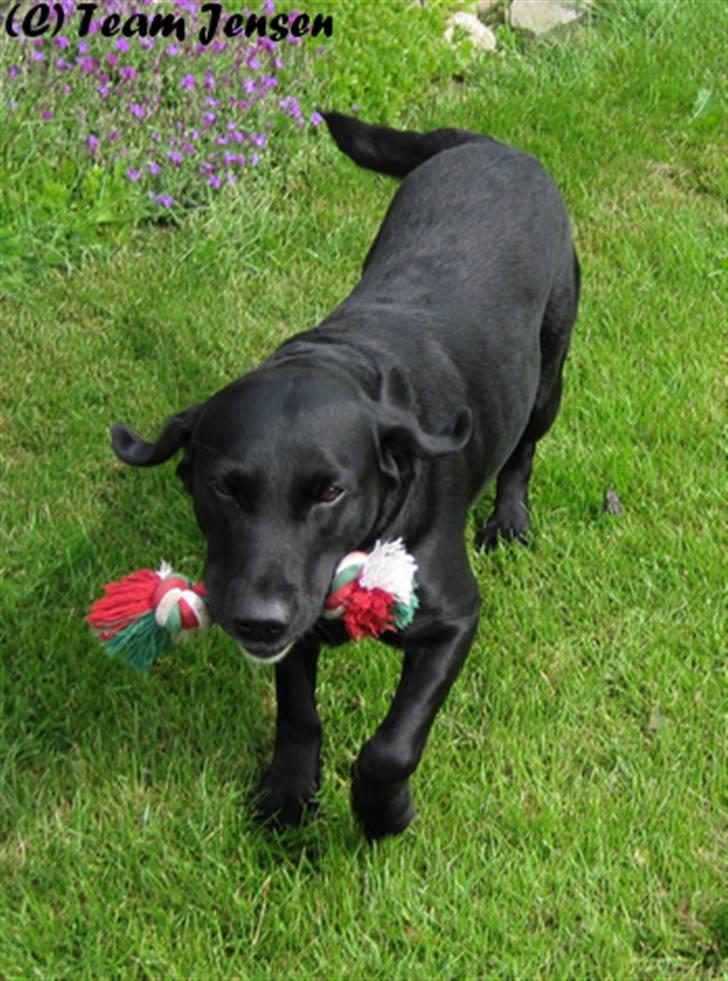 Labrador retriever Chester billede 14