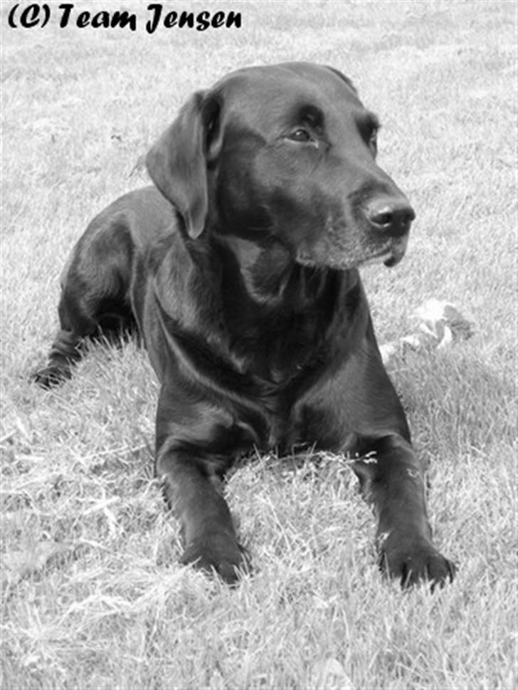 Labrador retriever Chester billede 15
