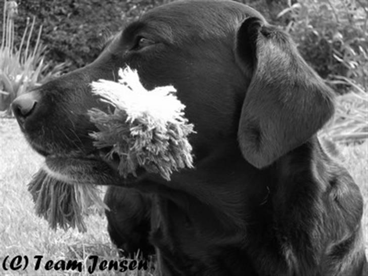 Labrador retriever Chester billede 16