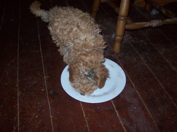 Mellempuddel mini max , (lille My) - dejligt med noget med billede 11