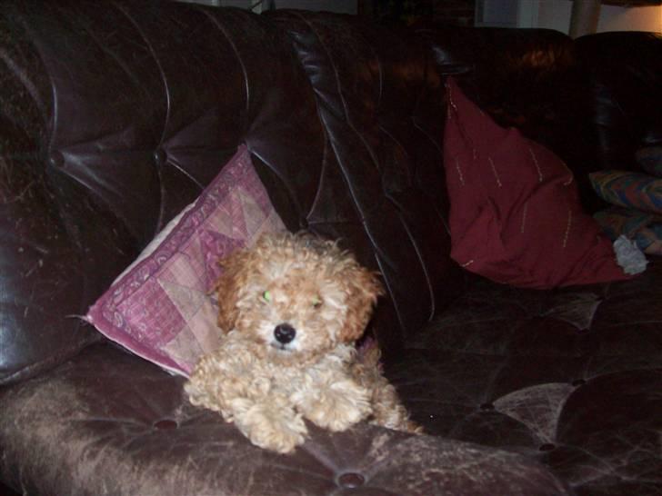 Mellempuddel mini max , (lille My) - er jeg ikke sød billede 12