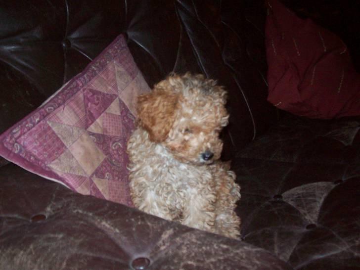 Mellempuddel mini max , (lille My) - jeg sidder da pænt ikke billede 13