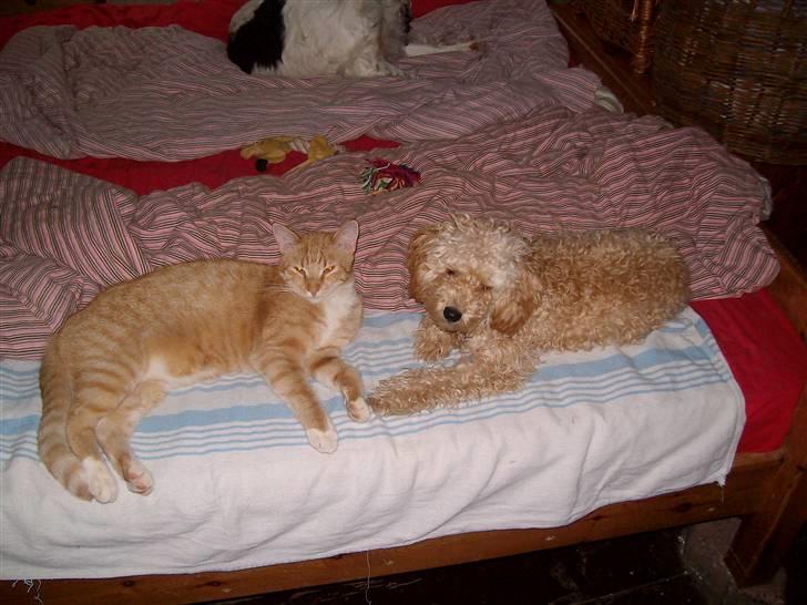 Mellempuddel mini max , (lille My) - Nu krasser du ikke vel Felix billede 14