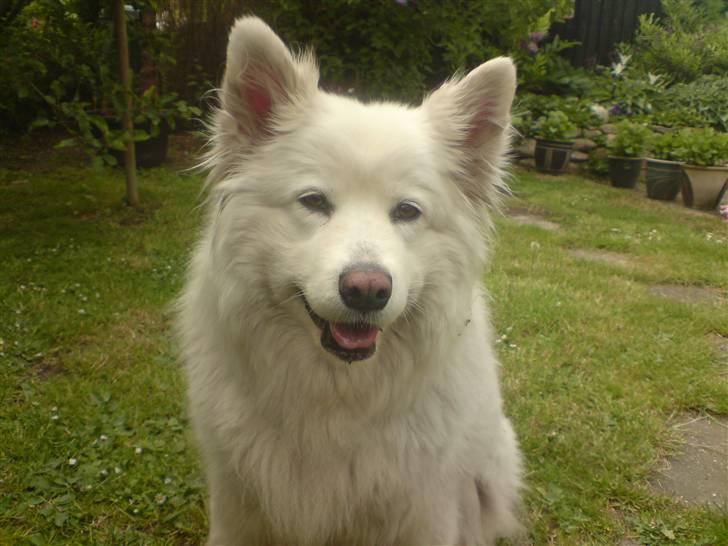 Samojedhund Chili billede 1