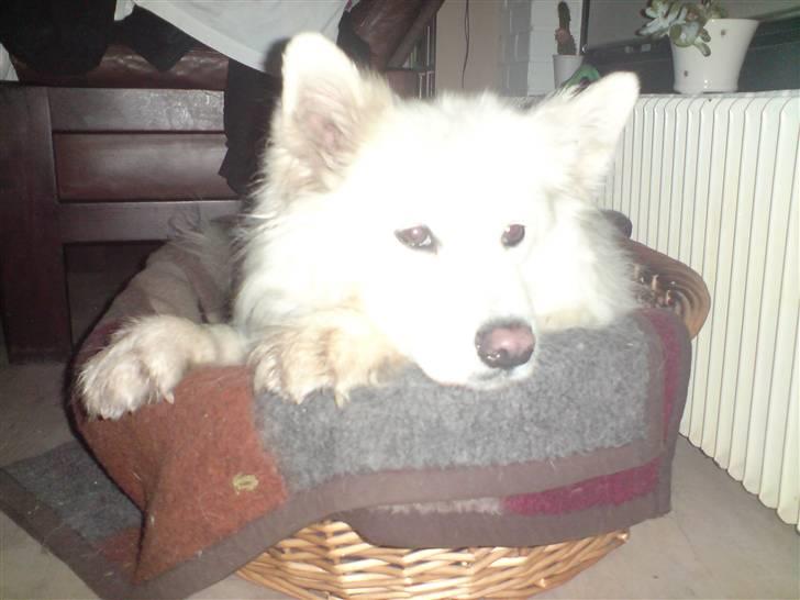 Samojedhund Chili billede 2