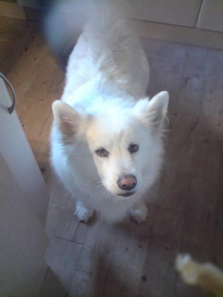 Samojedhund Chili billede 3