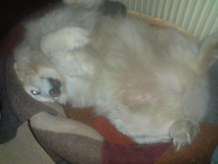 Samojedhund Chili billede 4