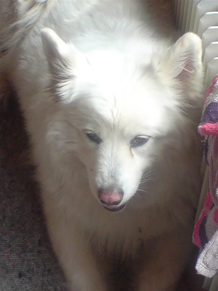 Samojedhund Chili billede 5