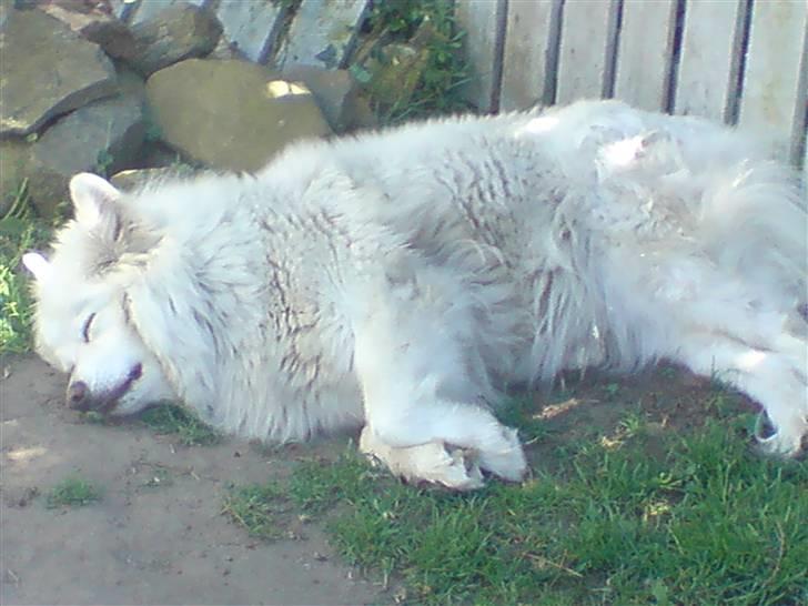 Samojedhund Chili billede 6