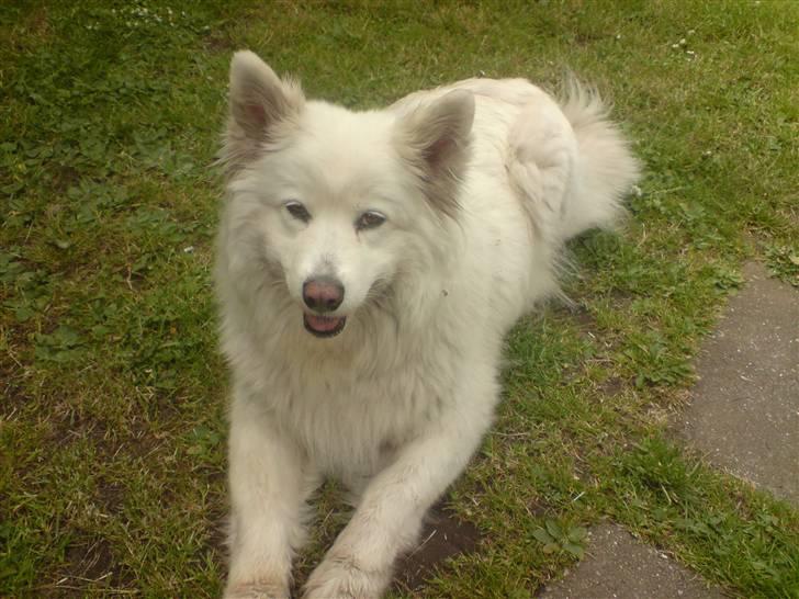 Samojedhund Chili billede 7