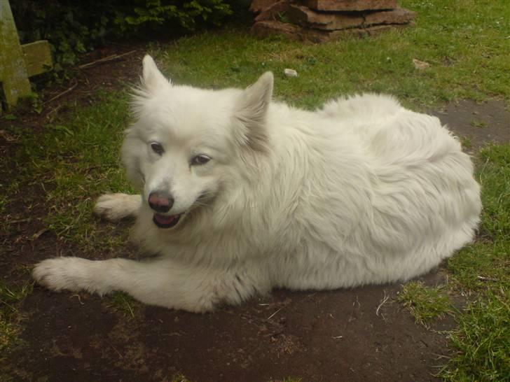 Samojedhund Chili billede 8