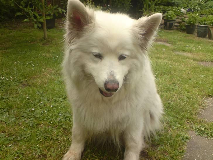 Samojedhund Chili billede 9