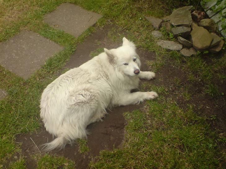 Samojedhund Chili billede 10