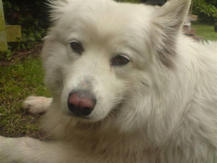 Samojedhund Chili billede 11