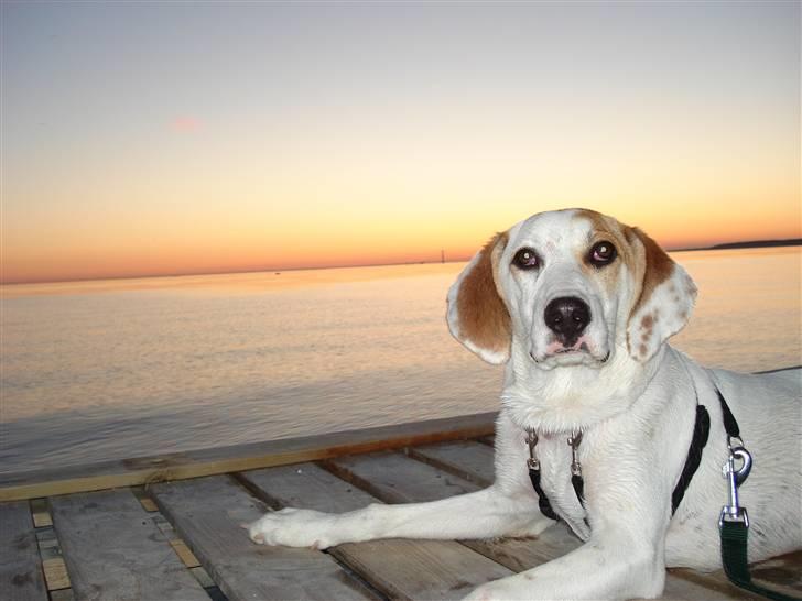 Blanding af racer Bimle - Sikke en dejlig vuffer billede 8