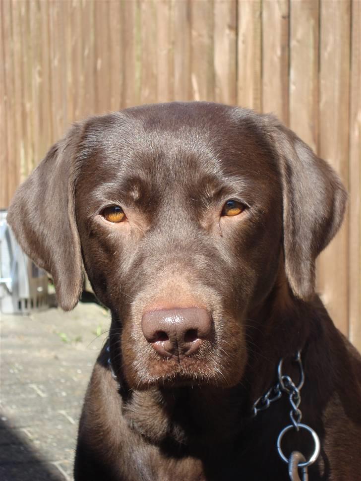 Labrador retriever *Formel 1* Sally (sørøver sally) billede 10