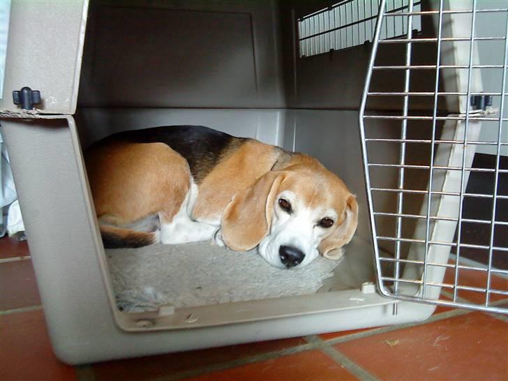 Beagle Amalie :* billede 7