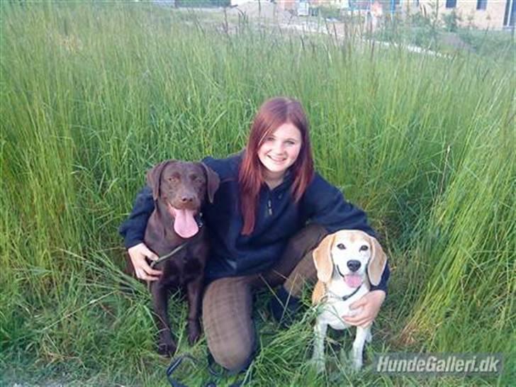 Beagle Amalie :* billede 8