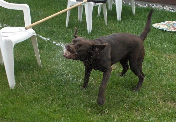 Labrador retriever *Formel 1* Sally (sørøver sally) billede 12