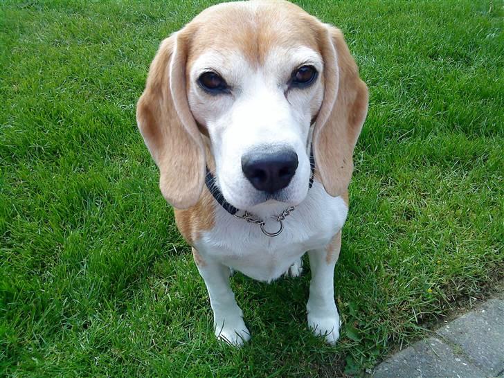 Beagle Amalie :* billede 9