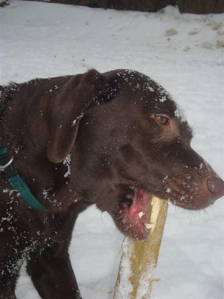 Labrador retriever *Formel 1* Sally (sørøver sally) billede 13