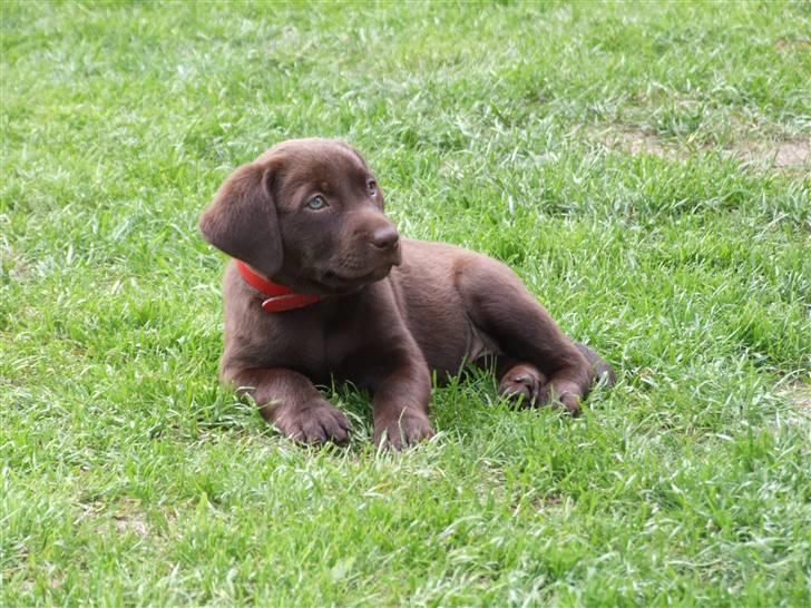 Labrador retriever BOUNTY - Hun skal nok blive en rigtig jager billede 1