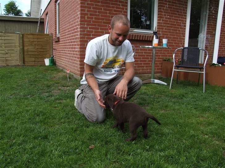 Labrador retriever BOUNTY billede 3