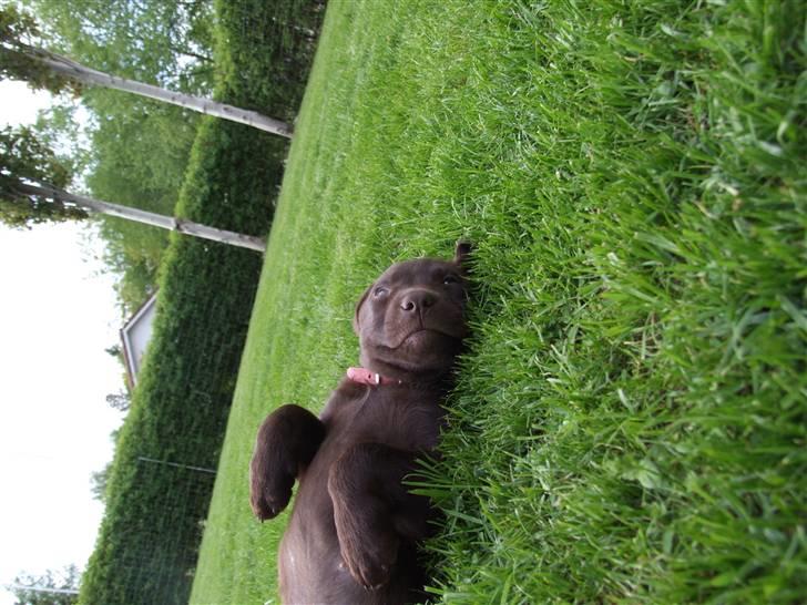 Labrador retriever BOUNTY billede 4