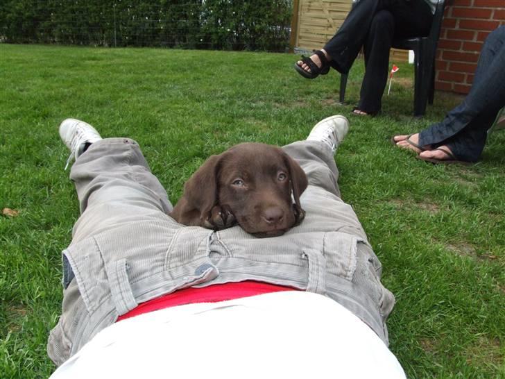 Labrador retriever BOUNTY billede 5