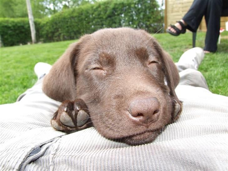 Labrador retriever BOUNTY billede 6