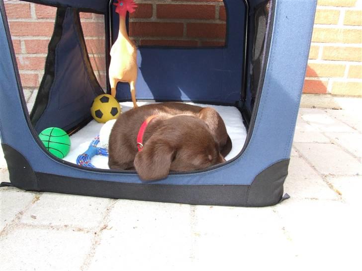 Labrador retriever BOUNTY - Home sweet home billede 7