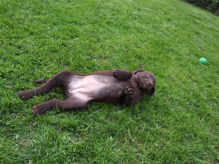 Labrador retriever BOUNTY - kom og nus min mave billede 8