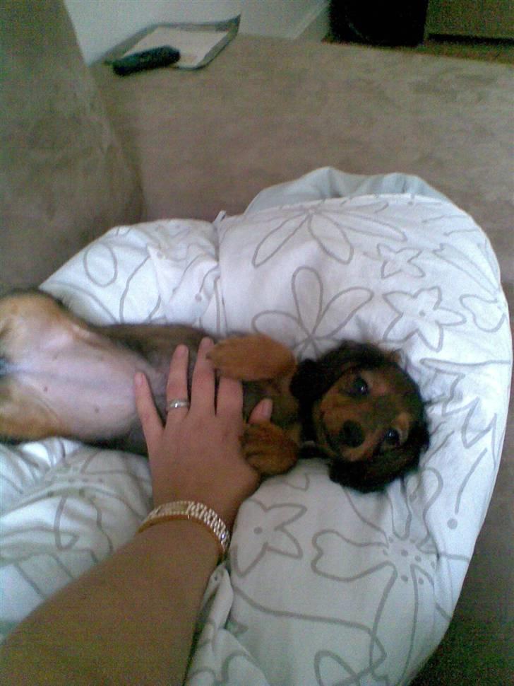 Miniature gravhund Mollie - mor lad mig nu være billede 9