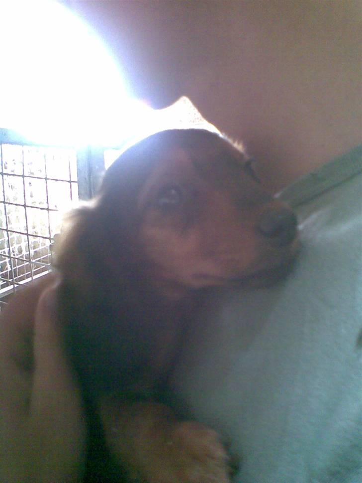 Miniature gravhund Mollie billede 10