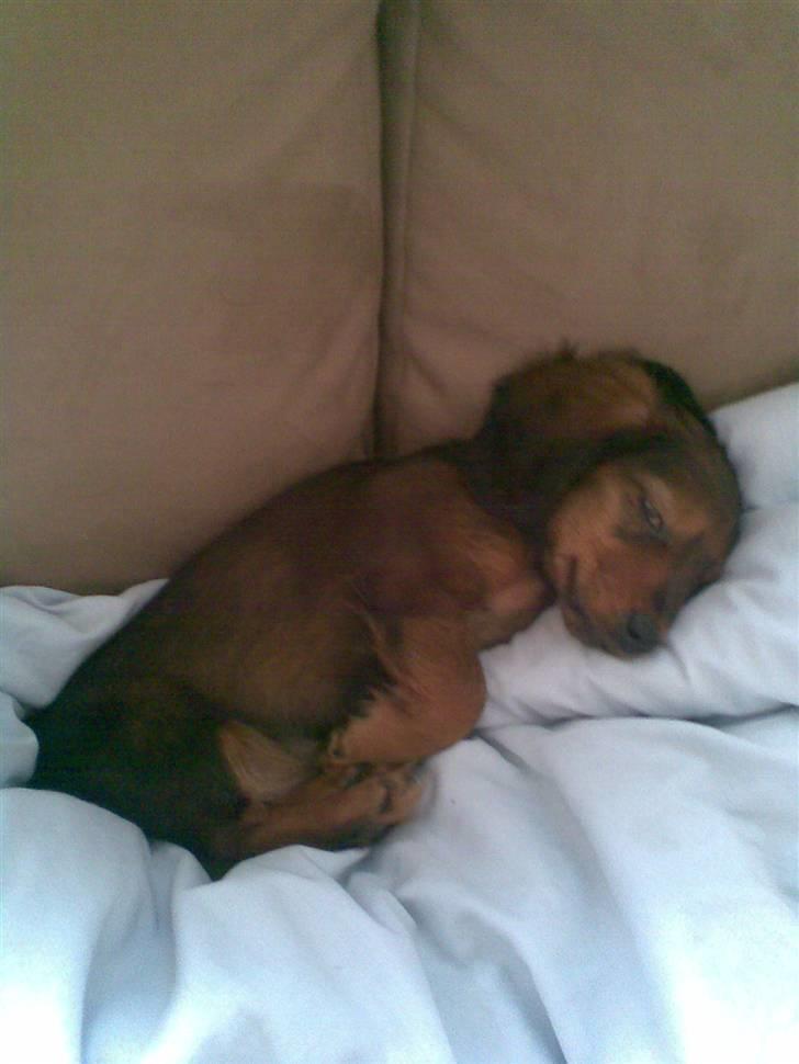 Miniature gravhund Mollie billede 11