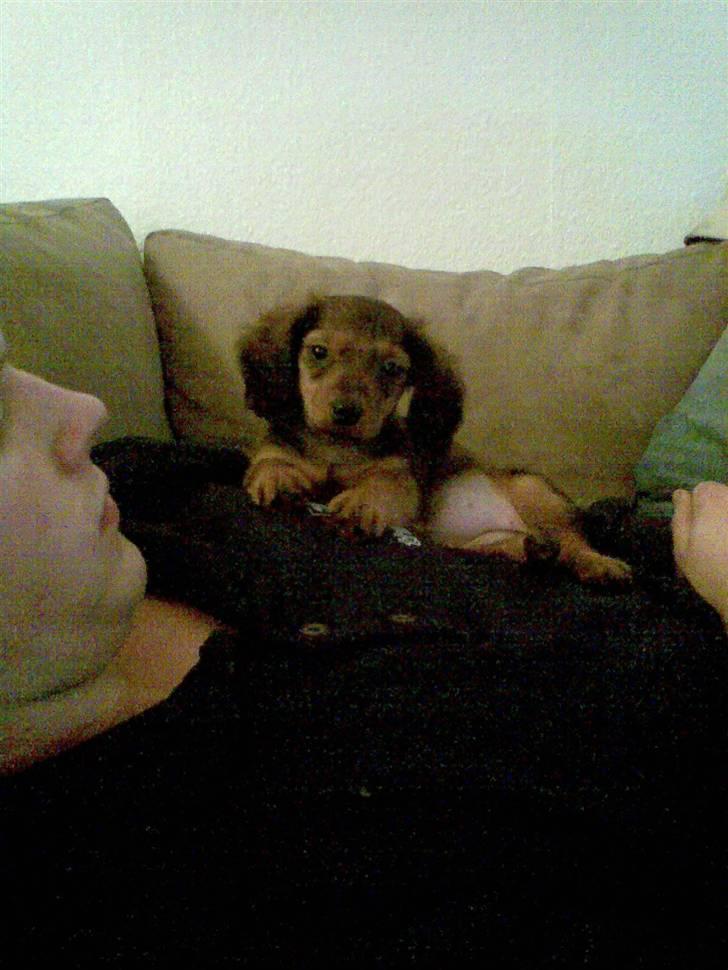 Miniature gravhund Mollie - jeg elsker at ligge i min fars arm billede 12