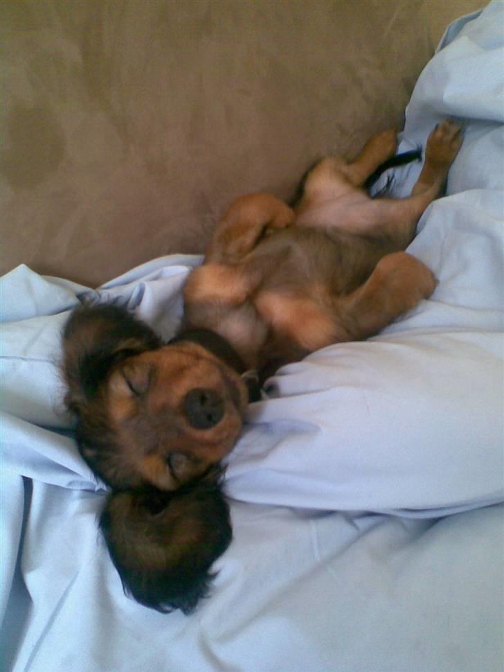 Miniature gravhund Mollie - åhh... jeg ligger godt billede 13