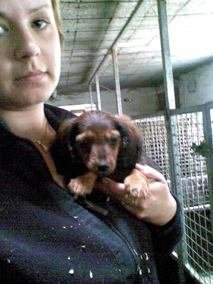 Miniature gravhund Mollie - Første gang vi var ude at se molly.. 6 uger gammel billede 14