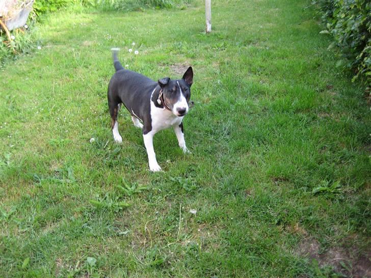Bullterrier Ulf billede 1