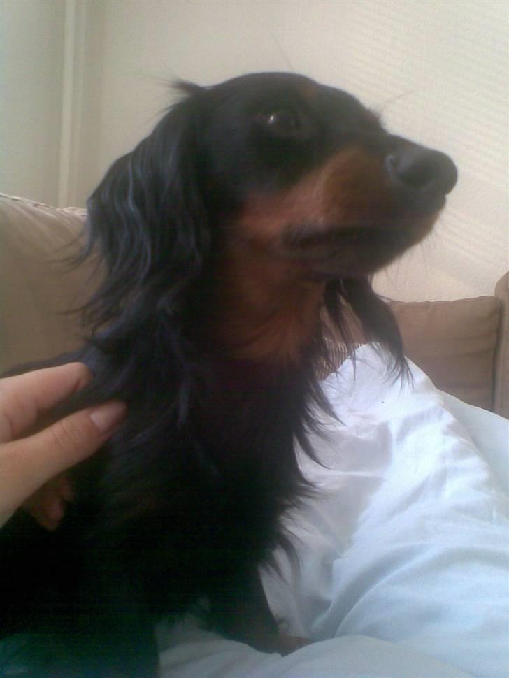 Miniature gravhund Alfred billede 20