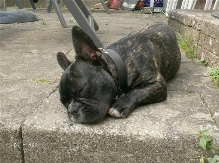 Fransk bulldog Sumo - Sumo ka sove på en sten billede 16