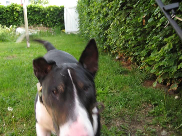 Bullterrier Ulf billede 2