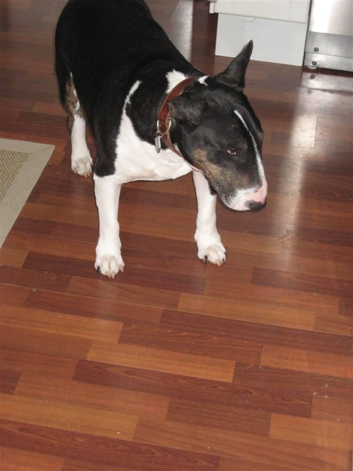 Bullterrier Ulf billede 3