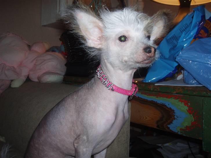 Chinese crested hårløs Fregne (Mexi Rosie-Liv) - Se mit nye halsbånd billede 17