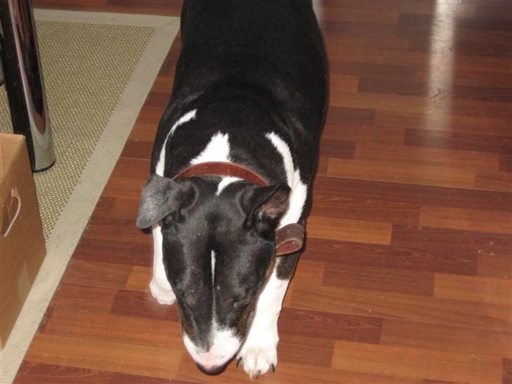 Bullterrier Ulf billede 4