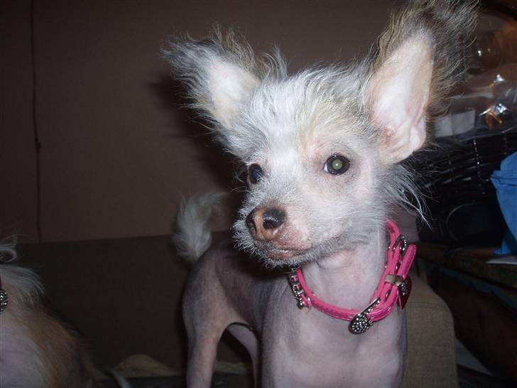 Chinese crested hårløs Fregne (Mexi Rosie-Liv) billede 18