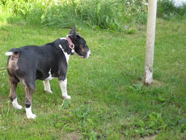 Bullterrier Ulf billede 5